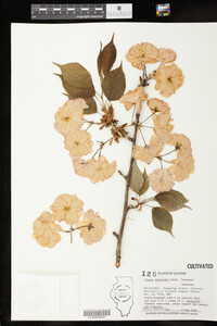 Image of Prunus serrulata
