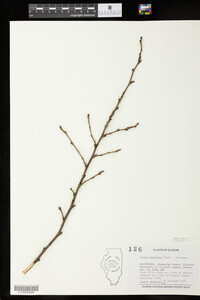 Image of Prunus tomentosa