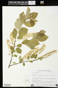 Prunus virginiana image