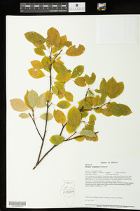 Prunus virginiana image