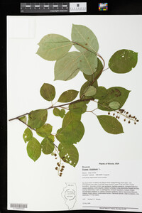 Prunus virginiana image