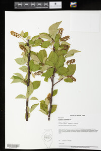 Prunus virginiana image