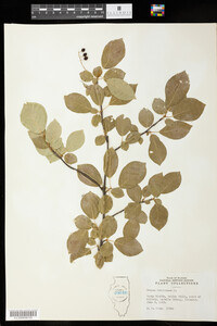 Prunus virginiana image