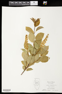 Prunus virginiana image