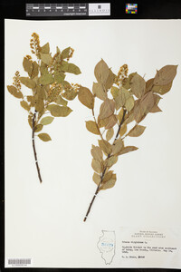 Prunus virginiana image