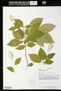 Prunus virginiana image