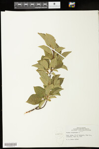 Prunus virginiana image