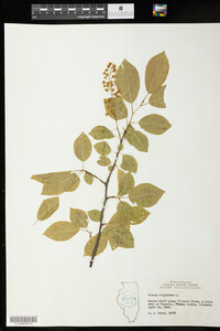 Prunus virginiana image