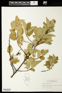 Prunus virginiana image