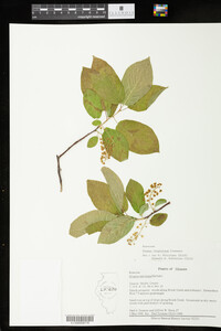 Prunus virginiana image