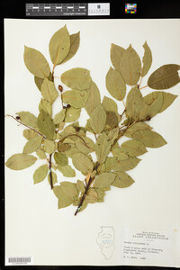 Prunus virginiana image