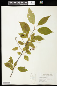 Prunus virginiana image