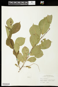 Prunus virginiana image