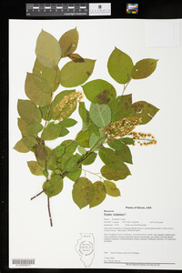 Prunus virginiana image