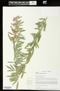 Lespedeza capitata image