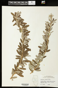 Lespedeza capitata image