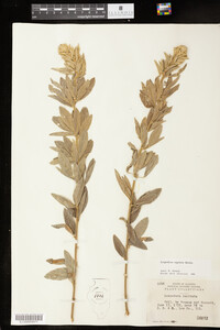 Lespedeza capitata image