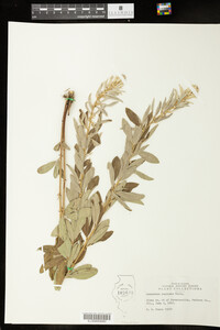 Lespedeza capitata image