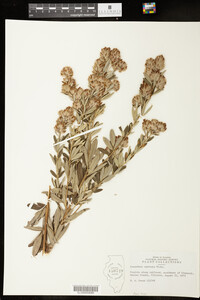 Lespedeza capitata image