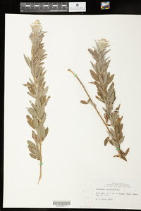 Lespedeza capitata image