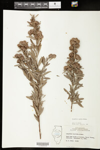 Lespedeza capitata image