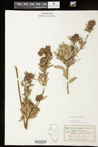 Lespedeza capitata image