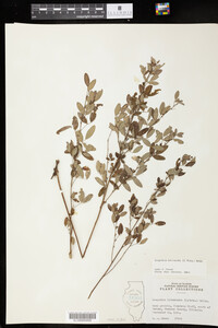 Lespedeza intermedia image