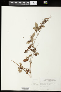 Lespedeza intermedia image