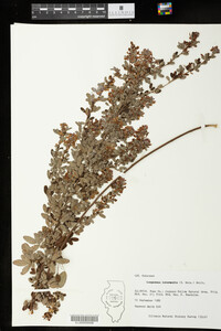 Lespedeza intermedia image