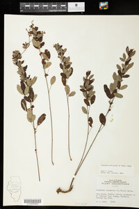 Lespedeza intermedia image