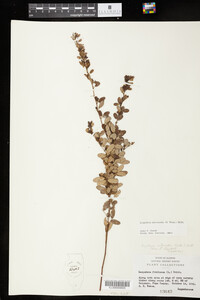 Lespedeza intermedia image