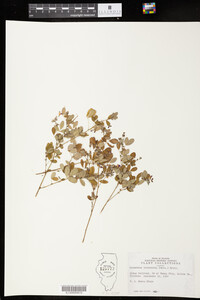 Lespedeza intermedia image