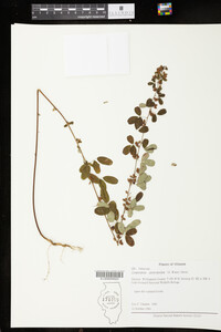 Lespedeza intermedia image