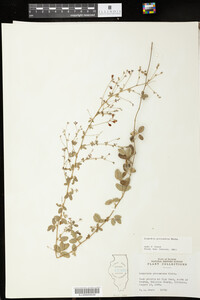 Lespedeza procumbens image