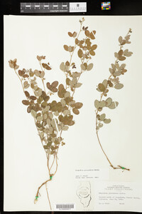 Lespedeza procumbens image