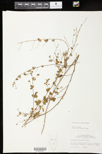 Lespedeza procumbens image