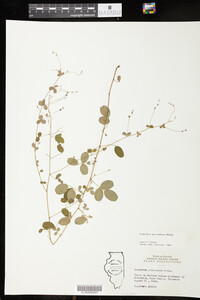 Lespedeza procumbens image