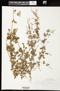 Lespedeza procumbens image