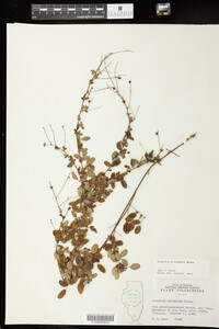 Lespedeza procumbens image