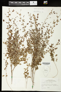 Lespedeza repens image