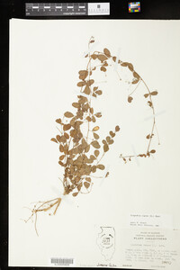 Lespedeza repens image