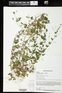 Lespedeza repens image