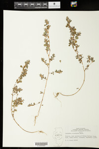 Kummerowia stipulacea image