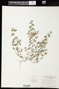 Kummerowia stipulacea image