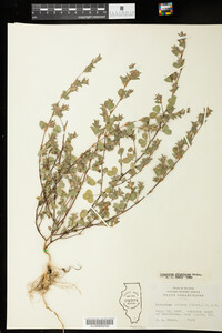 Kummerowia stipulacea image