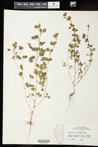 Kummerowia stipulacea image