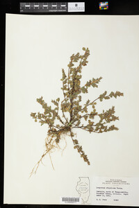 Kummerowia stipulacea image