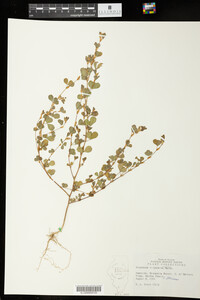 Kummerowia stipulacea image