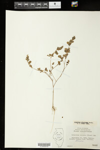 Kummerowia stipulacea image