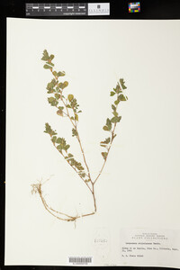 Kummerowia stipulacea image